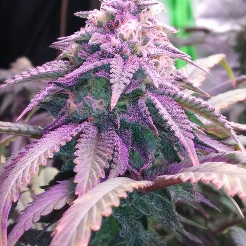 Unicorn Sherbert  growlog timeline photo