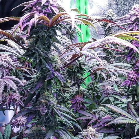 Unicorn Sherbert  growlog timeline photo