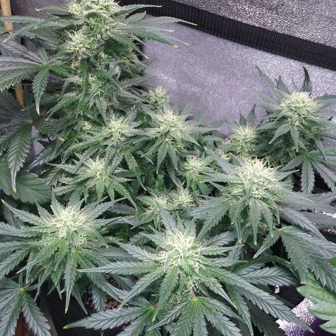 3BearOG x Quick One growlog timeline photo