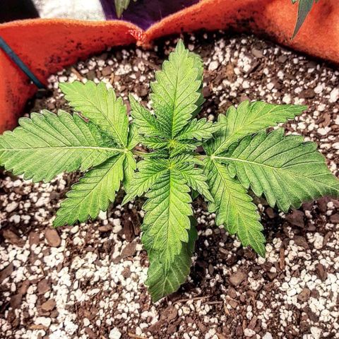 Sirius Black growlog timeline photo