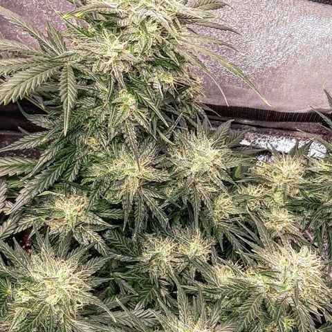 3BearOG x Quick One growlog timeline photo