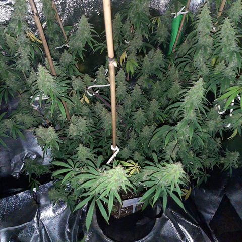 Medi Pak growlog timeline photo