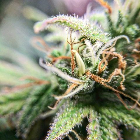 Medi Pak growlog timeline photo