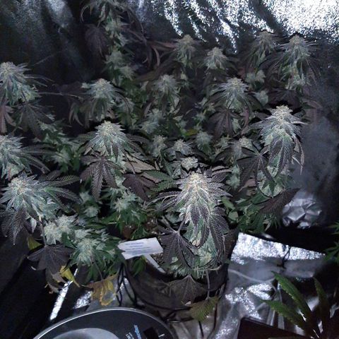 Wedding Fantasy  growlog timeline photo