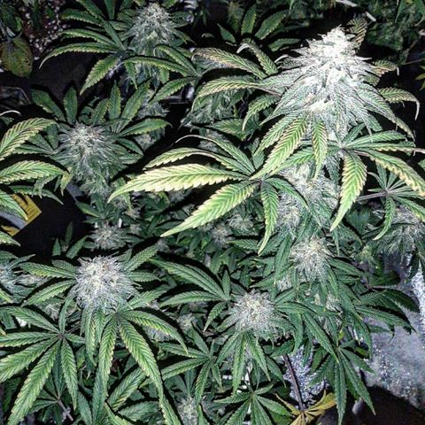 Unicorn Sherbert  growlog timeline photo