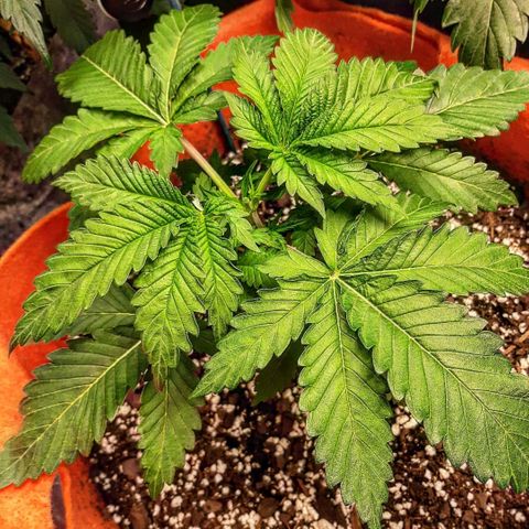 Sirius Black growlog timeline photo