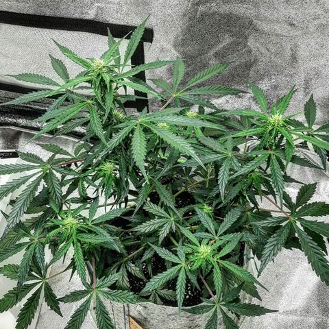 Side Chick auto growlog timeline photo