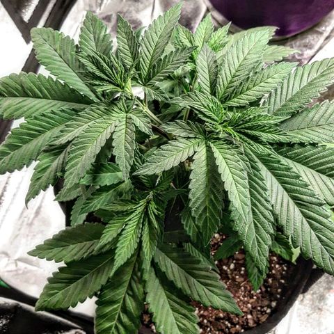 Tony Profit F2 growlog timeline photo