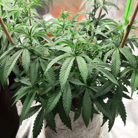 Wedding Fantasy clone growlog timeline photo