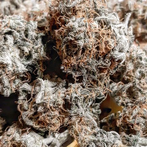 Blueberry Kush Auto growlog timeline photo