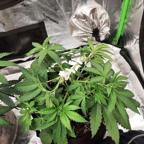 Tony Profit F2 growlog timeline photo