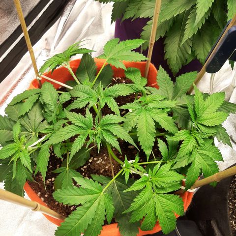 Sirius Black growlog timeline photo