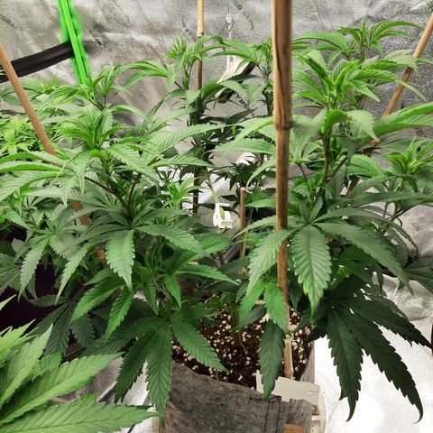 Wedding Fantasy clone growlog timeline photo