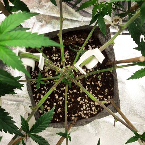 Wedding Fantasy clone growlog timeline photo