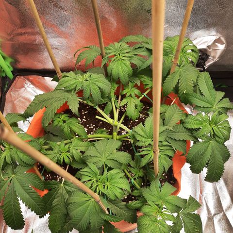 Sirius Black growlog timeline photo