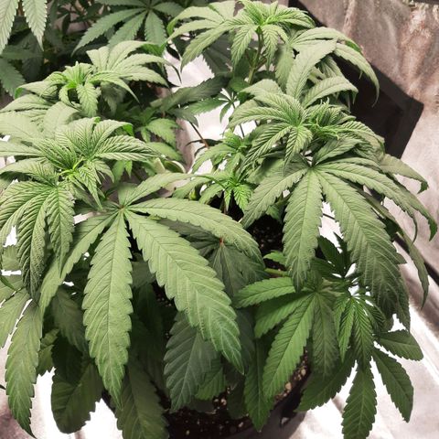 Tony Profit F2 growlog timeline photo