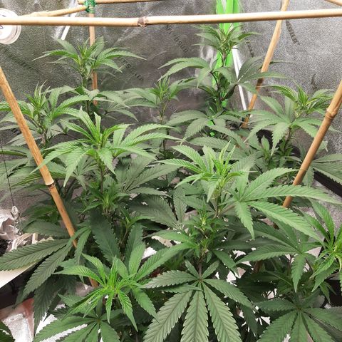 Wedding Fantasy clone growlog timeline photo
