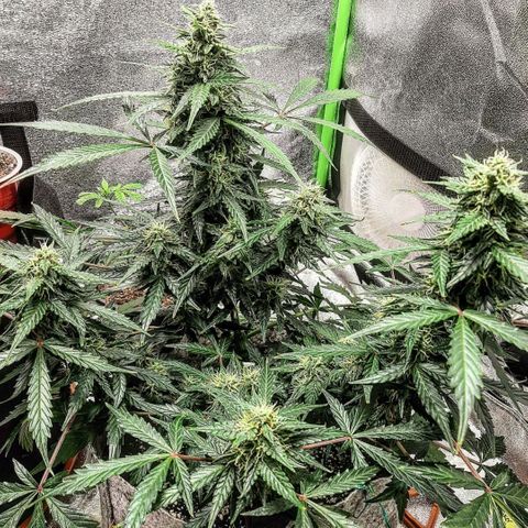 Side Chick auto growlog timeline photo