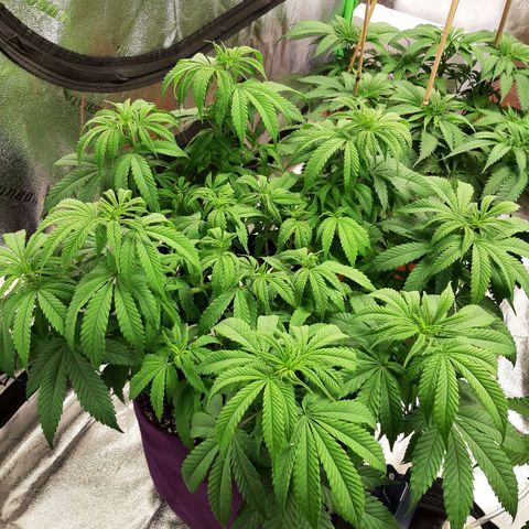 Sirius Black growlog timeline photo