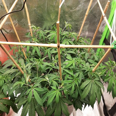 Wedding Fantasy clone growlog timeline photo