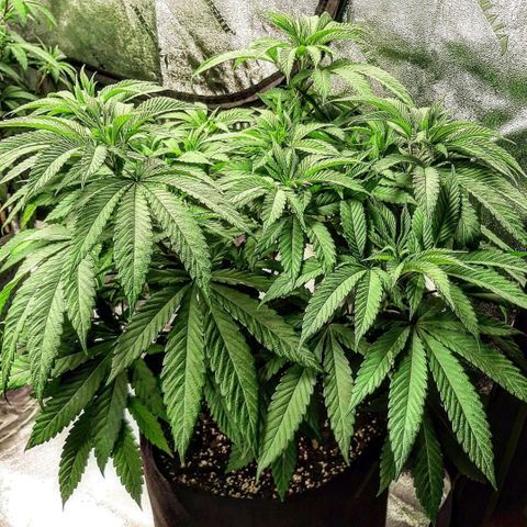 Tony Profit F2 growlog timeline photo