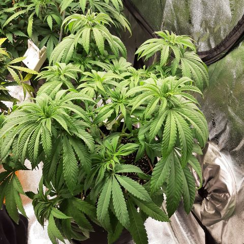 Tony Profit F2 growlog timeline photo