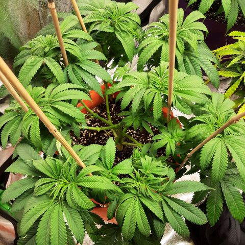 Sirius Black growlog timeline photo