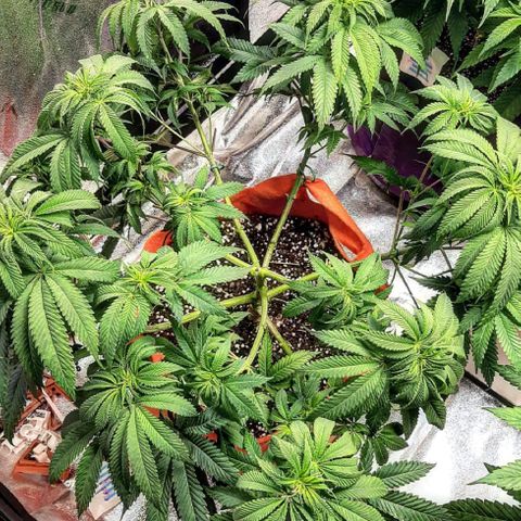 Sirius Black growlog timeline photo