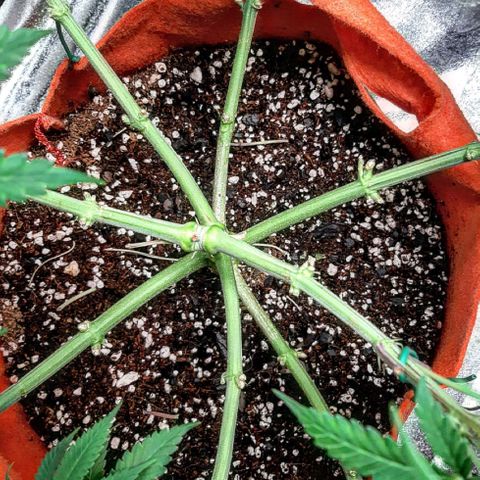 Sirius Black growlog timeline photo