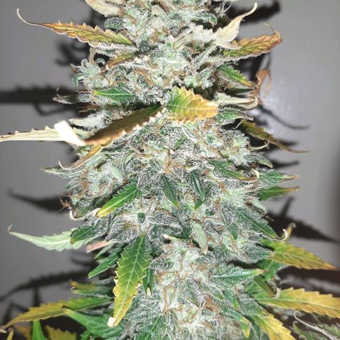 Side Chick auto growlog timeline photo
