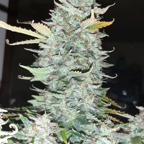 Side Chick auto growlog timeline photo
