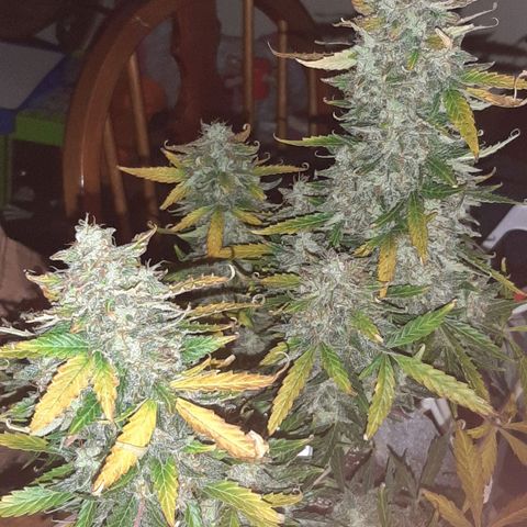 Side Chick auto growlog timeline photo