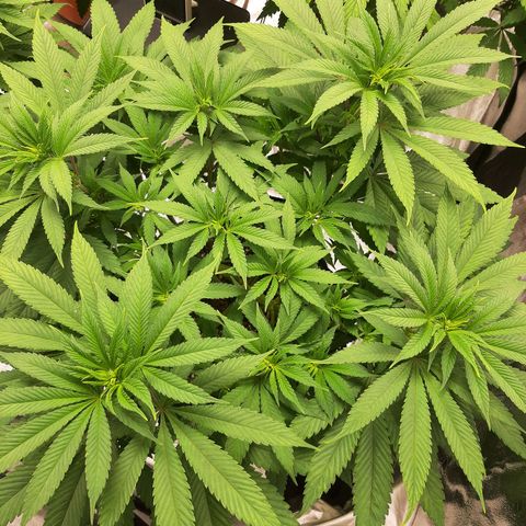 Tony Profit F2 growlog timeline photo