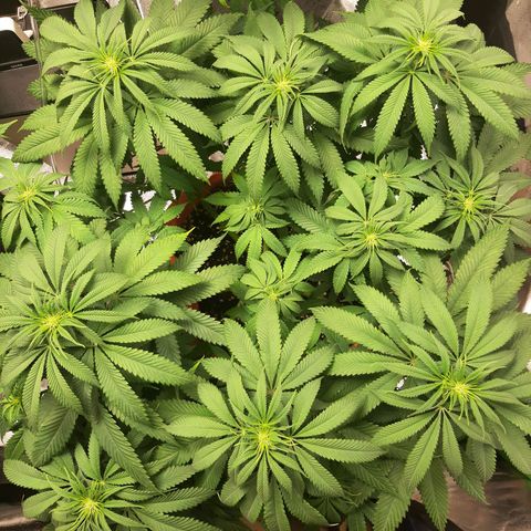 Sirius Black growlog timeline photo