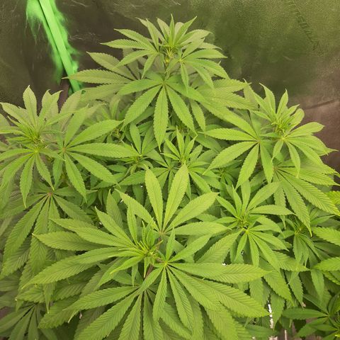 Tony Profit F2 growlog timeline photo