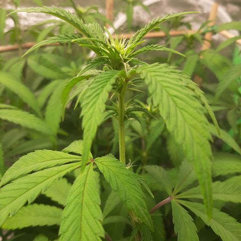 Wedding Fantasy clone growlog timeline photo
