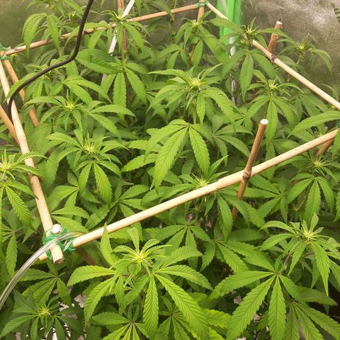 Wedding Fantasy clone growlog timeline photo