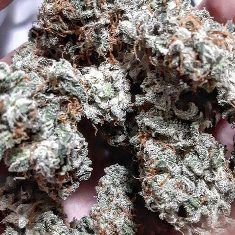 Side Chick auto growlog timeline photo