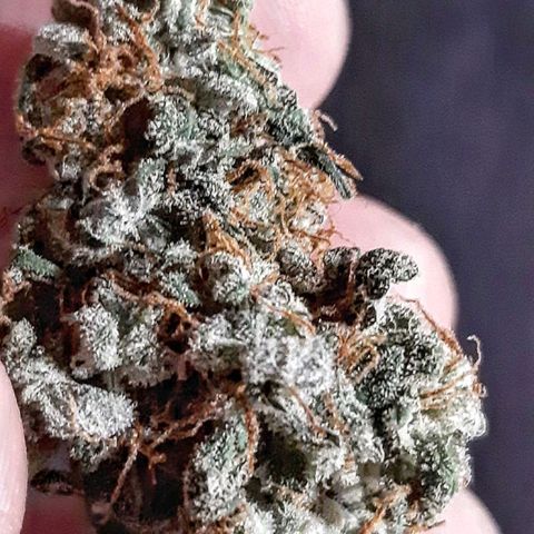 Side Chick auto growlog timeline photo