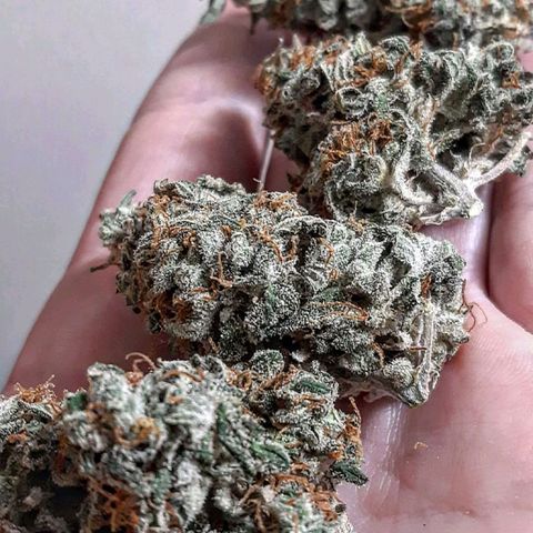 Side Chick auto growlog timeline photo