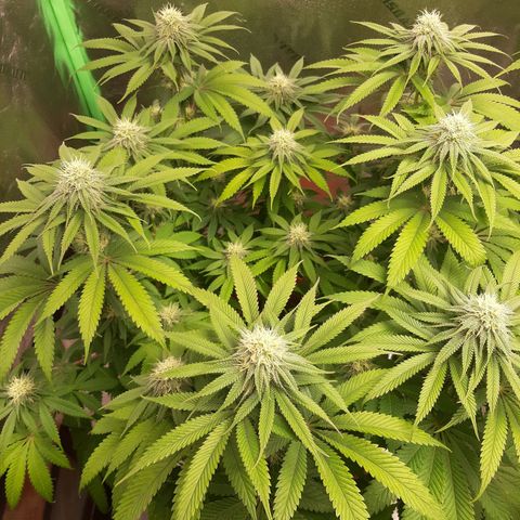 Sirius Black growlog timeline photo