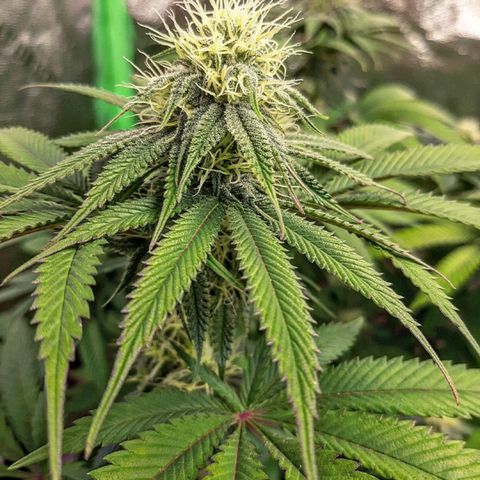 Sirius Black growlog timeline photo