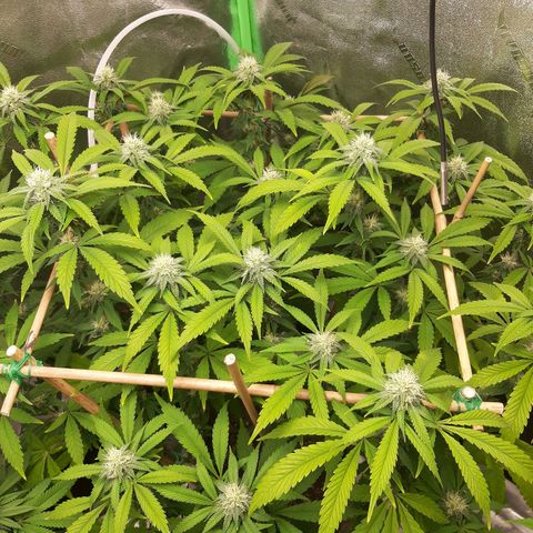 Wedding Fantasy clone growlog timeline photo