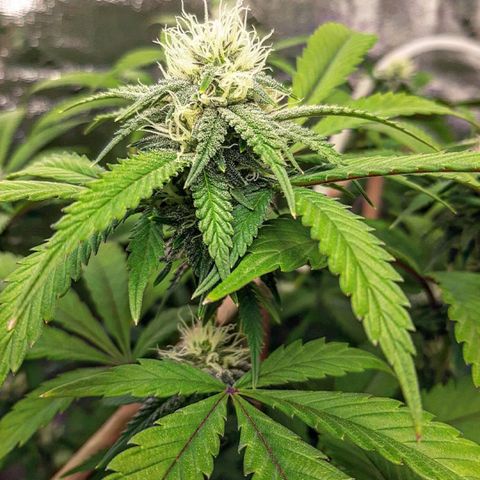 Wedding Fantasy clone growlog timeline photo