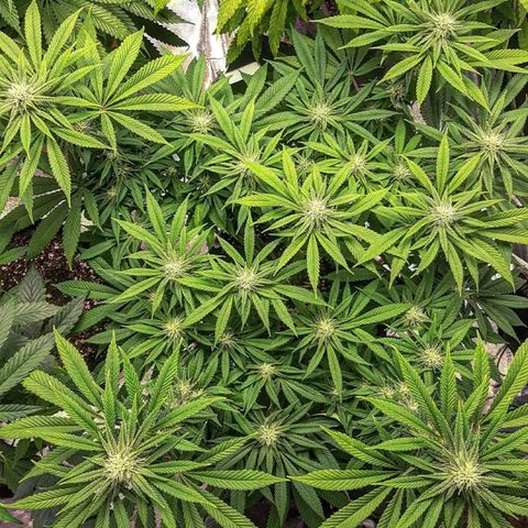 Tony Profit F2 growlog timeline photo