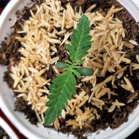 Ethereal growlog timeline photo