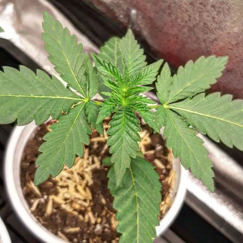Ethereal growlog timeline photo