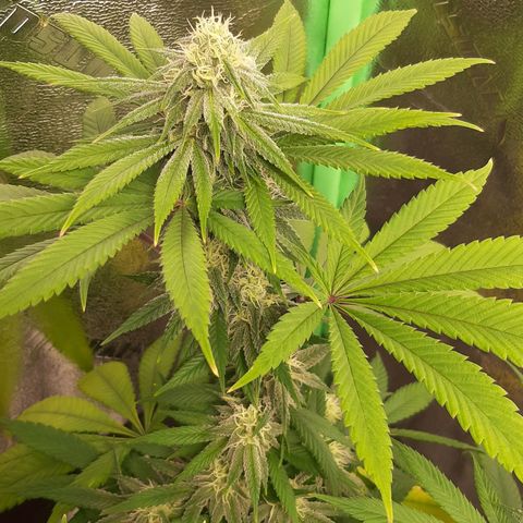 Tony Profit F2 growlog timeline photo