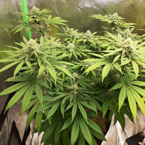 Tony Profit F2 growlog timeline photo