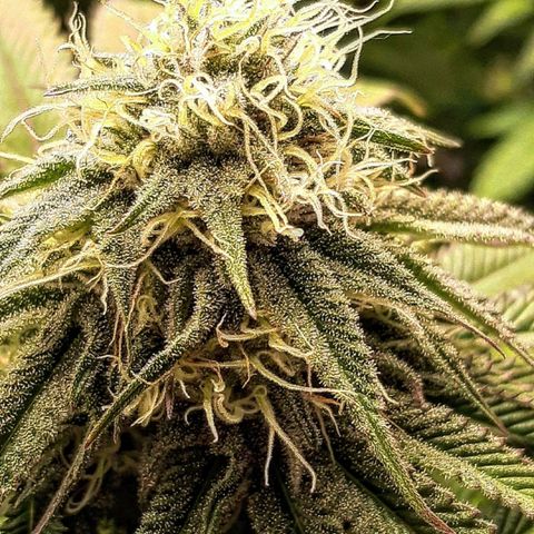 Sirius Black growlog timeline photo